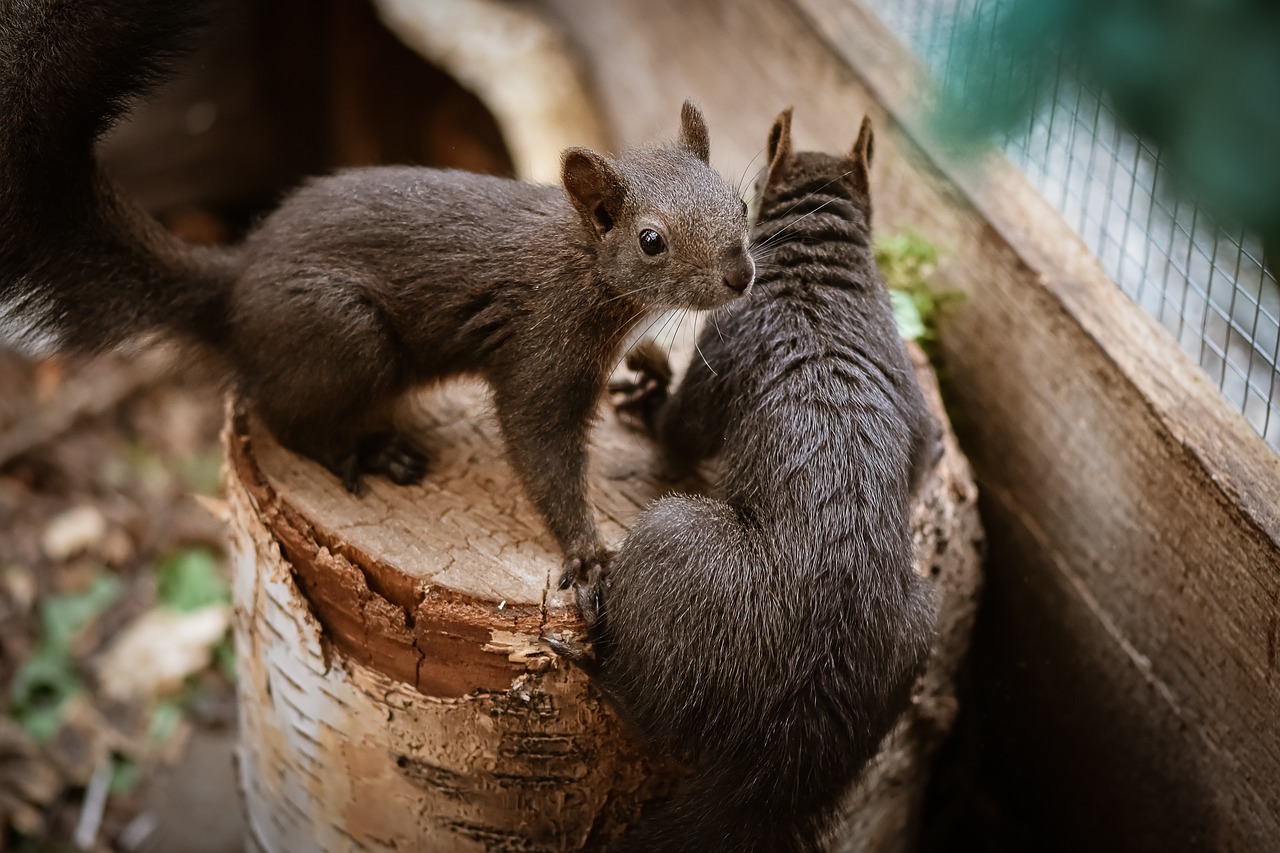 Rustic Touch: Creating Beautiful Log Furniture